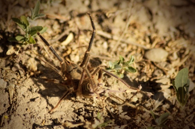 Yüksekova'da et yiyen 'Sarıkız' örümceği görüntülendi