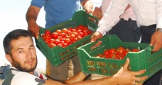 50 bin ton örtü altı domates, Rusya’ya gidiyor