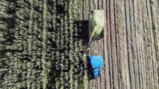 Ağrı'da çiftçiler devlet destekli silajlık mısırın hasadına başladı