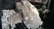 Akdeniz'de nadir görülen ‘ay balığı’ Adana’da ağlara takıldı