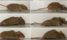 Almanya’da farelerde yapılan çalışma, felç tedavisinde umut oldu