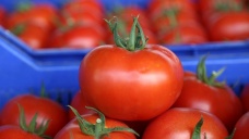 Antalya'dan 46 ülkeye domates ihracatı yapılıyor