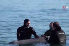 Atina sahilinde bulunan yaralı balina tedavi edilerek yeniden suya bırakıldı