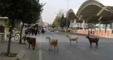 Aydın’da keçilerin bulvar turu