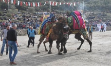 Bodrum'da geleneksel deve güreşi festivali yapıldı