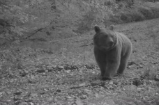 Boz ayılar Uludağ'da fotokapana böyle yakalandı