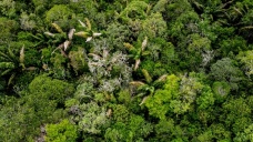 Brezilya Amazonları'nda ocakta 'ormansızlaştırılan' alan Manhattan'dan 7 kat büy