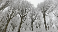 Buzla kaplanan Istranca Ormanları'ndaki ağaçlar güzel görüntüler oluşturdu
