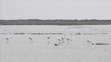 Çevre, Şehircilik ve İklim Değişikliği Bakanı Kurum'dan flamingolarla ilgili paylaşım