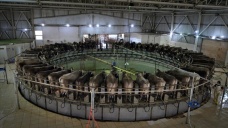 Dakikada 5 ineğin el değmeden sağıldığı TİGEM Gözlü'de günlük 35 ton süt üretiliyor