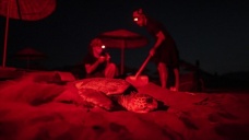 Deniz kaplumbağalarının hayatına dokunmak için gönüllüler gece gündüz çalışıyor
