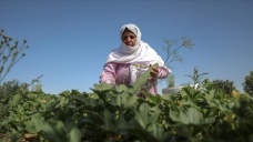 Filistinli kadınlar, topraklarını İsrail'e bırakmamak için ön saflarda mücadele ediyor