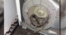 Florida’da kurutma makinesinin içinden yılan çıktı