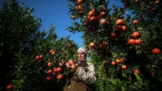 Gazze'nin meşhur narenciye bahçeleri İsrail'in saldırıları nedeniyle yok olma tehdidi altı