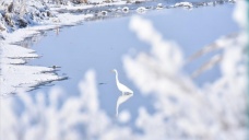 Göçmen kuşlar Kars'taki sulak alanları mesken tuttu