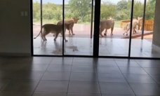 Güney Afrika’da evini aslanlar basan çift zor anlar yaşadı