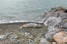 Hatay’da nesli tükenme tehlikesi altındaki Akdeniz foku görüldü