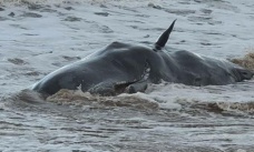 İngiltere’de kıyıya vuran dev ispermeçet balinaları paniğe neden oldu