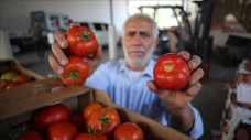 İsrail'in Gazzeli çiftçi ve tüccarlara yönelik yeni baskı aracı: Sapsız domates şartı