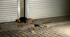 İzmir'de kadın cinayeti: Sokak ortasında bıçaklanarak öldürüldü!