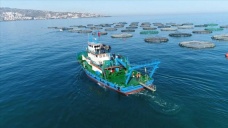 Karadeniz somonu yılın 5 ayında 39 ülkeye ihraç edildi