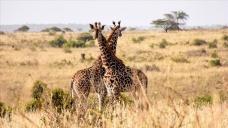 Kenya, vahşi doğadaki tüm canlıları tek tek saymaya başladı