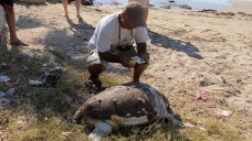 Kuşadası'nda 2 deniz kaplumbağası sahile vurdu