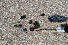 Manavgat'ta ölü deniz tavşanları sahile vurdu