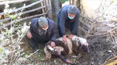 Mersin'de ahıra giren 2 pitbull koyun ve kuzuları telef etti