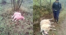 Ordu Korgan'da aç kurtlar 17 koyunu telef etti