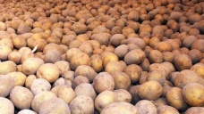 Patates tarlada 25 kuruş, pazarda 1,5 lira