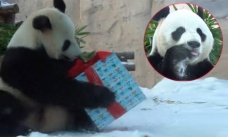 Rusya’da hayvanat bahçesinde hayvanlara yeni yıl sürprizi