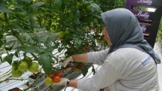 Salkım domates üretimine kadın dokunuşu
