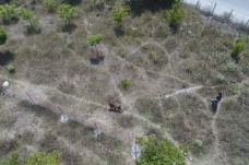 Sultangazi’de kaçan kurbanlığı yakalama çabası drone ile görüntülendi