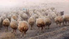 Sürüden ayrılan koyunları kurtlar kaptı