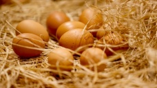 Ticaret Bakanlığı, KDV indirimi öncesindeki yumurta zammına ilişkin müfettiş görevlendirdi