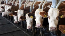 Toplanan inek sütü miktarı eylülde yıllık yüzde 1,6 artarak 785 bin tonu geçti