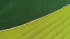 Trakya'da 'Altın sarısı' kanola tarlaları buğdayın yeşiliyle buluştu