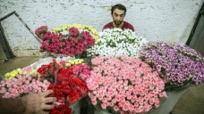 Türkiye nin çiçekleri dünyayı süslüyor