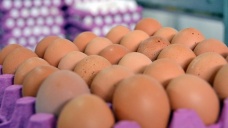 'Türkiye'de fipronilli yumurta tespit edilmedi'