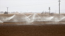 Türkiye'nin 'tahıl ambarında' kuraklık nedeniyle çiftçiler sulamaya kış ortasında baş