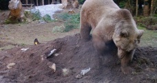 Uludağ’da çiftçinin ölen ineği ayılara verildi