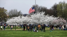 Washington'da kiraz ağaçları çiçek açtı