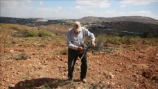 Yahudi yerleşimciler Filistinlilere ait onlarca zeytin ağacını itlaf etti