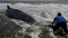 Yeni Zelanda'da yüzlerce balina telef oldu